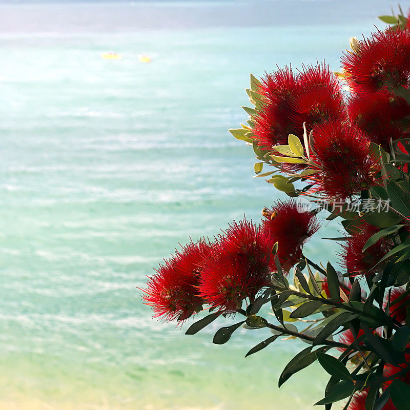 新西兰Pohutukawa &海景